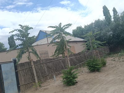 In Altinkul, Uzbekistan, this photograph captures a scene dominated by a beige-colored building with a blue metal roof. A rustic, woven fence made of dried reeds and branches runs horizontally across the foreground, separating the building from the dusty, unpaved ground. Several young trees with feathery green leaves are planted along the fence line. To the left, a large, light blue metal gate stands closed. The sky above is a mix of blue and white clouds. In the background, a dense line of mature trees provides a green backdrop, with two particularly tall, slender trees standing out. The overall impression is one of a rural or semi-rural residential area.