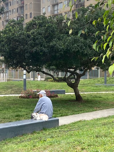 A daytime scene depicts a calm urban park or green space. In the foreground, positioned towards the right, a person wearing a light blue long-sleeved top and a white baseball cap is bent over, gently interacting with a small, light-colored dog resting on a dark grey, low-lying bench. The dog, possibly a chihuahua mix, appears relaxed.

Behind the person and bench, a paved light-colored path runs horizontally through lush green grass, which covers much of the ground. Further into the mid-ground, a large tree with a distinctive, gnarled trunk and dense dark green foliage stands prominently. Beyond the tree, a white metal fence is visible, separating the park area from what appears to be a paved path or road. In the deeper background, another person wearing white clothing is walking.

Tall, multi-story buildings with numerous windows and balconies line the left side of the frame, partially obscured by the tree, suggesting an urban setting. The lighting is soft and diffused, indicating an overcast day or possibly early morning/late afternoon. Small bushes with pinkish-red flowers add a touch of color near the bench. The overall atmosphere is peaceful. No visible text is present. This scene is set in San Miguel, Peru.