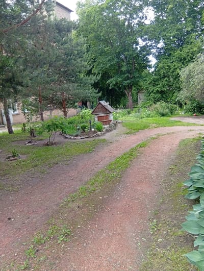 The image depicts a rural scene in Kuršėnai, Lithuania, characterized by a reddish gravel path winding through a yard. To the left, a building with a light-colored facade and windows is visible, partially obscured by mature pine trees. In the foreground, a small garden area features a decorative well structure with a wooden roof and red trim. The garden is bordered by stones and contains various plants, including small trees, shrubs, and flowering plants. The ground is a mix of dirt and patchy grass. To the right of the path, large-leafed hosta plants are prominently displayed. The background is dominated by lush green trees, creating a natural, slightly overgrown atmosphere. The sky is overcast. No people are visible in the image.