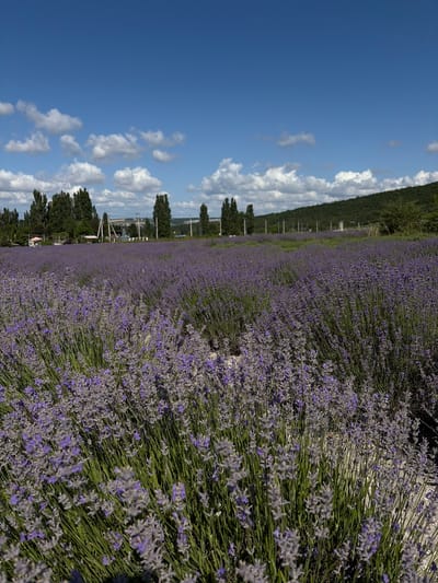 The image depicts a vast field of blooming lavender under a bright blue sky dotted with white clouds. The lavender plants are dense and stretch as far as the eye can see, with the purple blooms creating a vibrant carpet. In the background, a line of tall trees stands against a gently sloping, green hillside. A few scattered buildings and power lines are visible amongst the trees, suggesting a rural or semi-rural setting. The foreground is dominated by the textured, close-up view of the lavender stalks and flowers, some of which are out of focus, creating a sense of depth. The overall scene is one of natural beauty and tranquility. This location is identified as being in the city of Gladkovskaya, Russia, known for its lavender fields. There are no people or animals visible in the image.