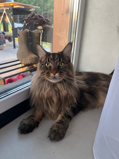 A fluffy, brown tabby cat with green eyes is lying on a white surface, possibly a windowsill, with a large window to its left. The cat is looking directly at the camera, with its head tilted slightly. The window offers a view of an outdoor scene with trees and some objects that appear to be part of a yard or patio area. Some of these objects include what looks like a barbecue grill and some kind of outdoor furniture. A white curtain is visible on the right side of the image. The lighting suggests it is daytime, with natural light coming from the window. The cat appears relaxed and curious. The image is oriented vertically. There is no visible text.