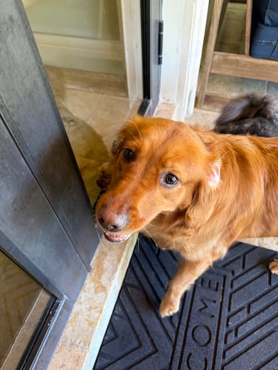 In Pinecrest, Florida, a golden retriever dog stands on a doormat outside a doorway. The dog's head is tilted upwards, and its mouth is slightly open, revealing its teeth. A gray and brown cat is visible behind the dog. The doormat has the word "WELCOME" embossed on it. The background includes a wall, a door, and a wooden chair with blue cushions. The flooring is tiled.