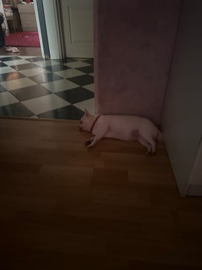 A white dog with a red collar is lying on a wooden floor in a dimly lit room. The dog is facing to the left, with its head resting on the floor. Behind the dog, a checkered floor transitions into a wooden floor. To the left of the checkered floor, there is a pink rug and a white dresser. A partially visible white door is to the right of the dog. The room appears to be a hallway or entryway, possibly in a residential building in Kalsk, Poland.