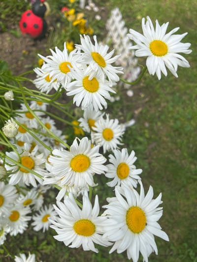 The image shows a cluster of white daisies with yellow centers, likely growing in a garden setting. A red and black ladybug ornament is partially visible in the lower left corner. The background consists of green foliage, which could be grass or other plants. While the image's location may be Piperkovo, Bulgaria, it cannot be forensically determined from the visual information.
