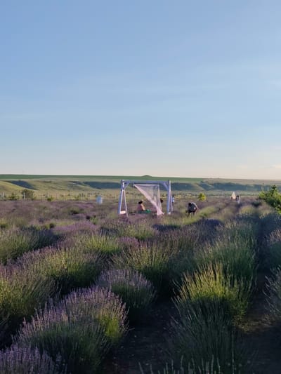 In a vast lavender field under a clear blue sky, a group of people are enjoying a late afternoon. The sun casts a warm glow on the lush purple blooms and the green rolling hills in the background. In the foreground, the lavender plants are densely packed, creating a textured carpet of purple and green.
A white, wooden swing set with a sheer white canopy is set up in the middle of the field, serving as a focal point. Several individuals are gathered around this structure. One person is sitting on the swing, while others are standing nearby, seemingly interacting or taking in the scenery. Further into the field, a few more figures can be seen amidst the lavender.
The scene suggests a relaxed and picturesque outing, possibly a visit to a lavender farm or an event held in such a location. The overall mood is tranquil and serene, enhanced by the natural beauty of the landscape and the soft lighting indicative of sunset or late afternoon. There is no visible text in the image. The location is identified as Nechaiane, Ukraine.