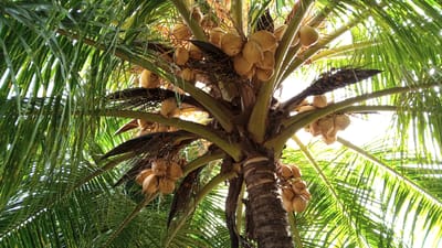 A close-up, low-angle view of a coconut palm tree bearing numerous coconuts is captured in Tanjong Krueng, Indonesia. The coconuts, which appear ripe and are a pale yellow-orange color, hang in clusters from the tree's branches. Lush green palm fronds surround the coconuts, with sunlight filtering through the leaves, creating a dappled effect. The trunk of the palm tree is visible, exhibiting a rough, textured bark. The scene is dominated by natural elements, with no people or man-made structures immediately apparent. The focus is on the bounty of coconuts and the vibrant tropical foliage.