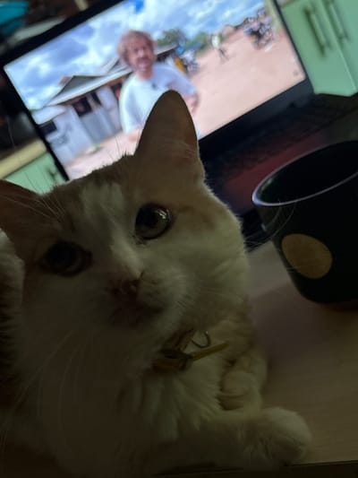 This media file depicts a close-up, low-angle shot of a ginger and white cat lying on its side, with its head tilted towards the camera. The cat's eyes are wide open and appear to be looking at the viewer. Its fur is fluffy, and it is wearing a collar with a tag.
In the background, a tablet or laptop screen is visible, displaying an image that appears to be of a person or people. The screen is lit, suggesting it's either on or reflecting light. To the left of the screen, a portion of a light-colored cabinet or shelf is visible, with horizontal lines suggesting drawers or shelves. Behind the cat and to the right, a dark object, possibly a cup or container, is also visible, with a circular yellow sticker on it.
The lighting in the image is dim, creating shadows and highlighting the cat's face. The overall scene suggests an indoor setting, likely a home, with the cat resting near an electronic device. The time of day is indeterminate due to the indoor lighting, but the overall mood feels relaxed and perhaps a bit curious due to the cat's direct gaze. No text is legible in the media file.