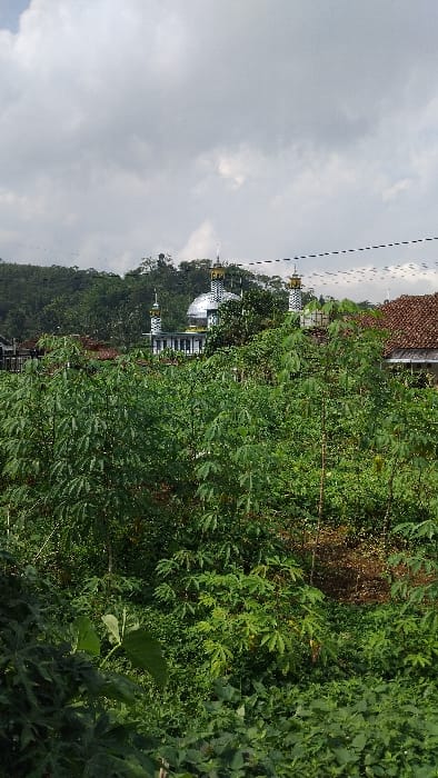 The image portrays a serene landscape in Kecamatan Panjalu, Indonesia, featuring lush vegetation and a prominent mosque under an overcast sky. The foreground and midground are densely covered with vibrant green plants, many of which have distinctive palmate leaves, strongly resembling cassava plants, along with other mixed foliage. Patches of reddish-brown soil are visible through the greenery.

In the mid-distance, a white mosque with a large central dome and at least two tall, slender minarets stands out against a backdrop of dark green trees and hills. The minarets appear to be topped with golden or yellow finials. To the upper left, above some of the foliage, a section of a building with a reddish-brown tiled roof is visible, likely a residential structure.

The sky occupying the upper portion of the image is overcast, filled with soft gray and white clouds. Thin, dotted lines, consistent with utility wires, traverse horizontally across the top of the frame, with small, yellow elements (possibly insulators or parts of utility poles) interspersed along them. The scene suggests a tranquil, rural setting where natural beauty and religious architecture converge. No specific activities or individuals are depicted, and there is no visible text. The time of day appears to be daytime, though the cloudy conditions obscure direct sunlight.