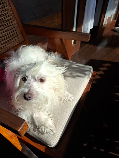 A small, white, long-haired dog lies on its back on a beige cushion in a wooden chair. The chair is partially visible, with a woven seat on the left side. Sunlight illuminates the scene from the right, casting shadows on the cushion and surrounding areas. The background includes glimpses of wooden flooring and furniture. The location, Lodtunduh, Indonesia, is only based on the request and is not necessarily verified from visual information. No people are visible in the image. The dog appears to be resting or sleeping.