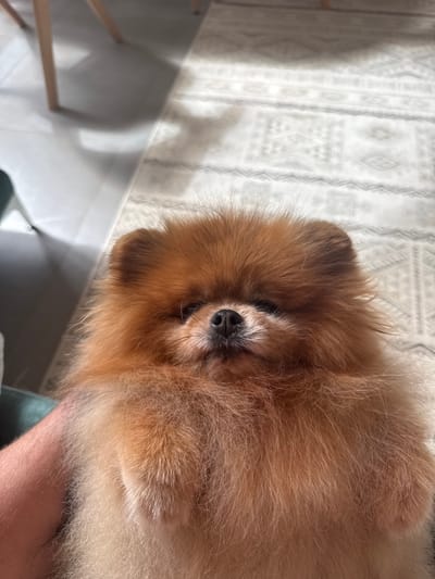 A small, fluffy, reddish-brown dog, consistent with a Pomeranian breed, is depicted being held by a person in an indoor setting. The dog faces forward, its eyes partially closed, with a prominent black nose. A light-skinned human arm, exhibiting fine hair, is visible on the lower left, supporting the animal. The background features a light grey tiled floor on the left and a light-colored rug with geometric patterns on the right. Strong directional lighting casts sharp shadows of unseen furniture legs and other objects onto both the floor and the rug, indicating an interior space illuminated by a prominent light source, likely natural sunlight. The specific location within the city of Aleksandrovka, Russia, cannot be determined from the visual information provided in the image.