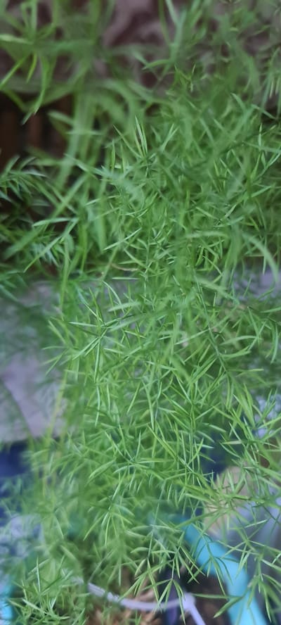 The image is a close-up, high-angle shot of the feathery foliage of an asparagus fern. The leaves are a vibrant, light green and are densely packed, creating a soft, textured appearance. The background is out of focus, showing muted browns and blues, suggesting an outdoor or semi-outdoor setting. There are no people or animals visible. The image does not provide any visual information that would allow for the identification of its location within the city of Muborak, Uzbekistan.