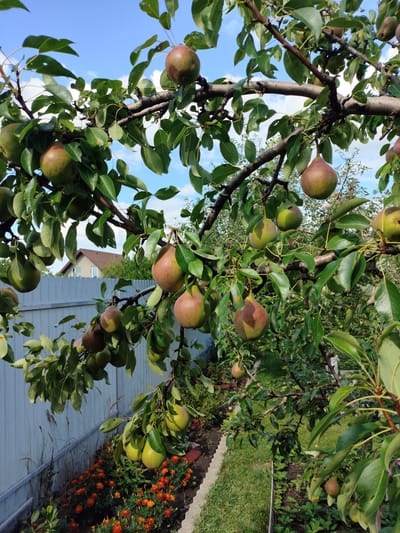 The image shows a pear tree laden with ripe pears, set against a backdrop of a blue sky with scattered clouds. The tree branches, laden with green leaves and developing pears, extend across the frame. Several pears are visible, in various stages of ripeness, with some exhibiting a reddish blush. In the background, a light-colored house with a brown roof is partially visible, suggesting a residential area. A grey metal fence runs horizontally, separating the garden from the yard. Below the pear tree, a flowerbed filled with bright orange marigolds is visible. The scene appears to be a backyard in the village of Shopino, Russia. The lighting suggests it is daytime, likely late summer or early autumn, based on the fruit's appearance. There are no people or animals in the image.