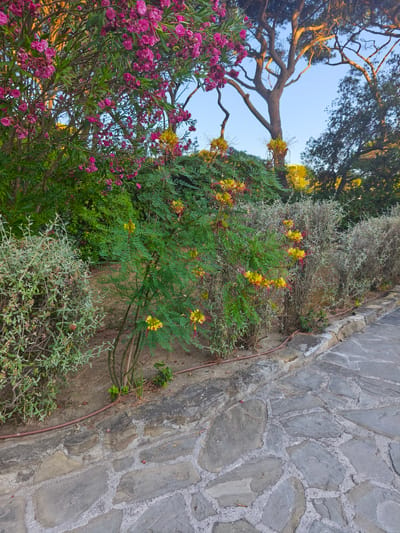 The image depicts an outdoor scene in Castiglione della Pescaia, Italy, featuring a stone pathway bordering a garden bed filled with various plants and flowers. The pathway is constructed from irregular, flat stones of varying grey tones, interspersed with lighter-colored grout. To the left of the pathway, a low stone wall separates it from the garden.
The garden bed contains several types of vegetation. Prominently featured are bushes with abundant pink flowers, likely oleander, which are positioned towards the left and upper portions of the frame. In the center and right of the garden bed, a plant with delicate green foliage displays clusters of yellow and red flowers, possibly a variety of Caesalpinia. Behind these flowering plants, other green bushes and shrubs create a dense background. Further back, a large tree with a gnarled trunk and branches is visible against a clear blue sky, with the warm light of either sunrise or sunset illuminating its upper parts. The overall impression is one of a well-maintained garden area adjacent to a walkway, bathed in natural light. There are no people or animals visible in the image.