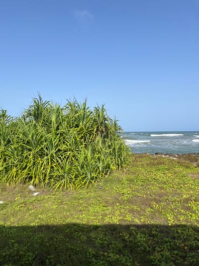 This is a landscape photograph taken on a clear day, depicting a coastal scene in Moratuwa, Sri Lanka. The foreground is dominated by lush green vegetation, consisting of a dense cluster of palm-like plants with long, spiky leaves. To the right of this dense foliage, the ground is covered with smaller, low-lying green plants, interspersed with patches of dry grass. A clear shadow stretches across the lower portion of the image, indicating the presence of an unseen object or structure casting it.

Beyond the vegetation, the ocean stretches out under a vast, cloudless blue sky. Gentle waves are visible rolling towards the shore, where a line of dark rocks marks the transition between the land and the water. The overall impression is one of natural beauty and tranquility. There are no people or animals visible in the frame, and no specific actions or interactions are depicted. The image captures a moment of stillness in a coastal environment.