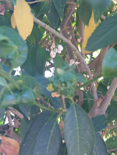 This is a close-up, slightly blurry, vertical photograph of a tree with dark green leaves, branches, and some small white berries or fruits hanging from thin stems. The leaves are ovate and have prominent venation. Some of the leaves are yellowing or have yellow edges, indicating they might be dying or changing color. The branches are woody and light brown. The background consists of more foliage and some bright areas of light, suggesting an outdoor setting in daylight. There are no people or discernible human activity depicted. The photograph appears to have been taken in Agios Nektarios, Greece.