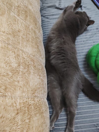 A grey cat is sleeping on a blue and white striped surface next to a beige pillow. The cat is on its back with its legs in the air. A green object is partially visible to the right of the cat. The scene appears to be indoors, possibly a bedroom or living room. The image does not provide any information about the city of Loris, Russia.