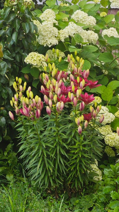 This image showcases a lush garden in Щапово, Russia, teeming with blooming flowers. The foreground is dominated by several tall lily plants, their stems adorned with numerous buds in various stages of development. The buds exhibit a gradient of color, transitioning from a pale green at the tip to a deep pink or burgundy near the base. A few of the lilies have begun to open, revealing their rich, dark pink petals.
Behind the lilies, large clusters of white hydrangeas provide a soft, voluminous backdrop. Their intricate florets create a cloud-like appearance, contrasting with the spiky leaves of the lilies. The overall scene is one of vibrant natural growth, suggesting a warm, pleasant day suitable for outdoor enjoyment. The presence of dense foliage and well-established plants indicates a mature garden. The lighting suggests it is likely daytime, possibly late morning or early afternoon, with the sun filtering through the leaves. No people or text are visible in the image.