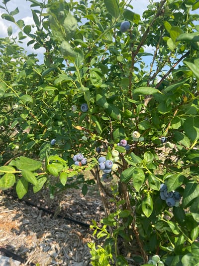 This media file depicts a close-up, low-angle view of a blueberry bush laden with ripe and unripe berries. The bush is dense with green leaves and thin, woody branches. Clusters of blueberries, ranging in color from pale green to deep blue-purple, are scattered throughout the foliage. Some of the berries are round and plump, while others are smaller and more oval. The sunlight filters through the leaves, creating dappled light and shadow on the berries and branches. The background is slightly blurred, showing more of the blueberry bush and a glimpse of what appears to be wood chip mulch on the ground. The sky is visible in the upper left corner, suggesting it is daytime and likely clear or partly cloudy. There is no text visible in the image. The overall impression is one of abundance and natural growth, highlighting the fruit-bearing stage of the blueberry plant.