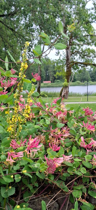 In Kohatu, Estonia, this image captures a vibrant cluster of honeysuckle and a tall stalk of yellow flowers. The honeysuckle, with its delicate pink and white trumpet-shaped blossoms and lush green leaves, dominates the foreground. Interspersed among the honeysuckle is a slender stem adorned with numerous small, bright yellow flowers. In the background, a tranquil body of water stretches out, reflecting the overcast sky. Beyond the water, a dense line of trees forms a natural border, and a glimpse of a red-roofed building is visible amongst them. The scene is set in a park-like environment, with manicured green grass and a paved pathway suggesting a public area. The overall impression is one of natural beauty and peacefulness.