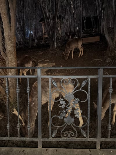 The image shows several dead deer, possibly in an enclosure, in Tsakhkadzor, Armenia. The bodies lie on the ground and are partially obscured by a decorative metal fence. One deer is visible to the left of the fence. The environment includes a dark and cluttered background.