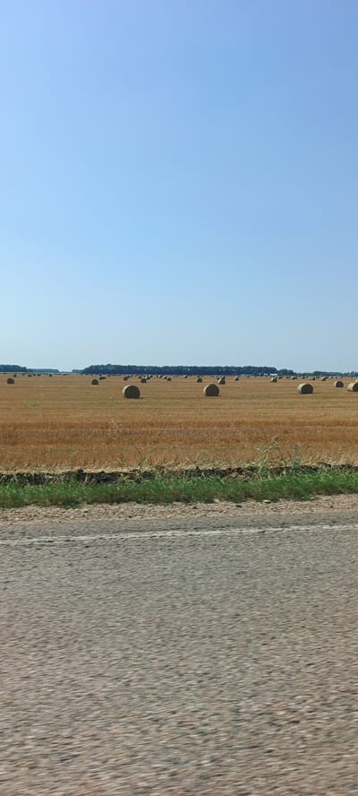 In Osechki, Russia, a vast agricultural field, harvested and containing numerous cylindrical hay bales, stretches towards a distant tree line under a clear blue sky. The field is dry and golden, suggesting a late summer or early autumn harvest. In the foreground, a strip of asphalt road, blurred by motion, runs horizontally across the bottom of the image, indicating the perspective of a moving vehicle. A narrow band of green grass separates the field from the road. The hay bales are scattered across the landscape, with more concentrated in the distance. The scene is peaceful and rural, devoid of human presence or activity.