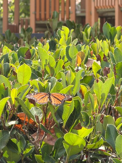 A monarch butterfly with orange and black wings is perched on a green leafy bush. The butterfly's wings are open, revealing the intricate patterns of its wings. The leaves of the bush are vibrant green and some are tinged with yellow and brown, suggesting it is either late summer or early fall. The sunlight filters through the leaves, creating a dappled effect and highlighting the textures of the foliage. In the background, out of focus, are wooden planks, possibly part of a fence or structure. The scene appears to be outdoors, possibly in a garden or park setting. There is no visible text in the image.