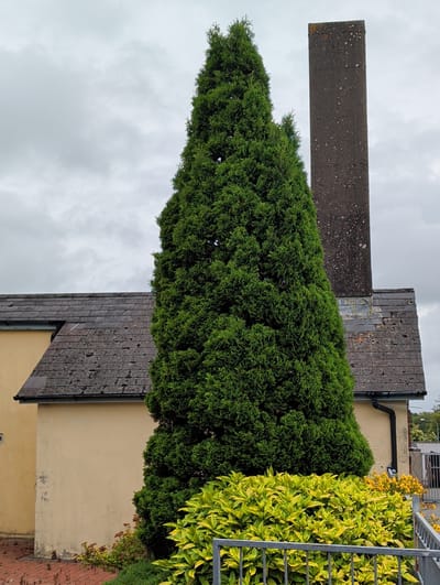 The image shows a tall, conical green evergreen tree in the foreground, partially obscuring a tall, grey concrete pillar. Behind the tree and pillar, a section of a building with a dark slate roof is visible. The building has a light yellow facade. In the lower part of the image, a dense hedge with variegated yellow and green leaves is present, separated from the foreground by a grey metal railing. The sky is overcast with grey clouds. The setting appears to be an outdoor urban environment, possibly a garden or courtyard area adjacent to a building. The scene does not depict any people or specific actions. The visual evidence does not provide information to pinpoint the exact location within Waterford, Ireland.