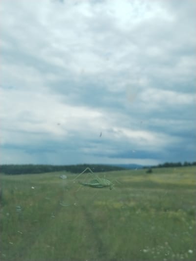 A green praying mantis is perched on a window, its body angled toward the left of the frame. Its long antennae extend forward, and its legs are spread out. The praying mantis is the clear subject of the image.
The background of the image is a landscape, likely a field with some trees in the distance. The sky is overcast, with heavy, dark clouds that suggest impending rain. The overall lighting is dim, hinting at a late afternoon or early evening.
The image appears to have been taken from inside a vehicle, looking out through a window. There are several small specks and smudges on the glass, which are visible in the foreground and on top of the praying mantis. These imperfections on the window obscure some details of the scene.
The setting is a natural landscape, possibly rural or undeveloped. The cloudy, dramatic sky and the presence of a praying mantis suggest an outdoor scene in a natural environment. The overall mood is somewhat muted due to the overcast weather. There is no visible text in the image.