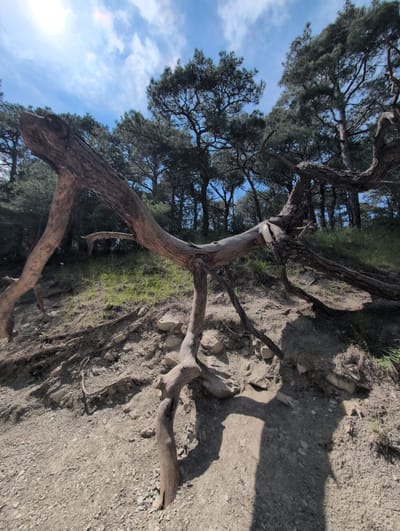 The image depicts an outdoor scene in Dzhankhot, Russia, characterized by natural elements. In the foreground, a large, gnarled tree trunk lies on a slope of soil and pebbles, with exposed roots. The trunk is dry and weathered, with intricate branching patterns. Behind the fallen trunk, a densely wooded area with numerous evergreen trees, likely pines, dominates the midground and background. The trees are tall and their branches create a canopy against a bright blue sky with scattered white clouds. The sun is visible in the upper left portion of the frame, casting shadows and highlighting the textures of the landscape. The ground is a mix of dirt, gravel, and sparse patches of green grass. The overall impression is of a natural, somewhat wild environment within a forest or park setting.