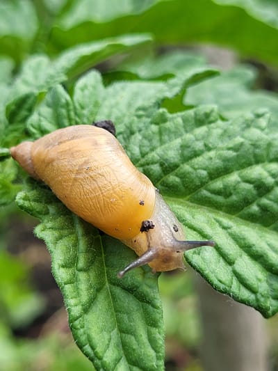 A close-up, high-angle shot captures a tan snail with a light brown, elongated shell resting on a vibrant green leaf. The snail's body is a translucent, pale grey, with two dark, pointed eyestalks extended upwards. Small, dark specks are visible on the snail's body and shell. The leaf it is perched on has a textured surface with visible veins and a slightly serrated edge lined with fine hairs. The background is a blur of greens and browns, suggesting an outdoor, natural setting. The lighting appears to be natural daylight, creating soft shadows and highlighting the details of the snail and leaf. The overall impression is one of a quiet moment observed in nature, likely in a garden or wooded area. The location is identified as Zolotonosha, Ukraine. No text is visible in the image.