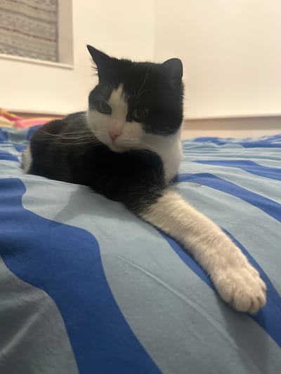 A black and white cat lies on a blue and white striped bedspread. The cat's head and body are mostly black, with white markings on its face and chest. Its right front leg is extended and resting on the bedspread, showing its white fur. The cat's head is tilted slightly downwards, and it appears to be looking towards the left side of the frame. Part of a white door frame and light-colored curtains are visible in the background.