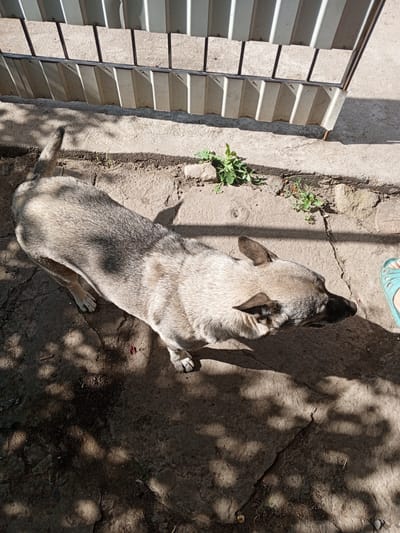 A medium-sized dog with grey and tan fur stands on a cracked concrete surface in what appears to be a yard or courtyard. The dog is facing to the right, with its head turned slightly. A metal fence with vertical corrugated panels is visible in the background. Sunlight casts shadows on the ground, indicating it is daytime. A portion of a blue sandal is visible on the right side of the image. The setting is consistent with a residential area in Enerhodar, Ukraine, given the common use of such fencing and concrete in local yards.