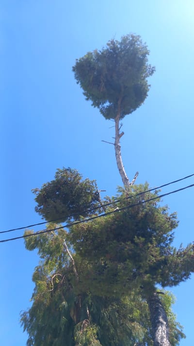 This image captures a low-angle perspective looking up at several trees against a clear blue sky. The trees appear to be in an outdoor setting, possibly a park or a residential area. Two prominent trees stand out: one with a somewhat sparse canopy shaped like an inverted heart, and another larger, denser tree with drooping foliage. Power lines are visible stretching horizontally across the frame, passing through the branches of the trees. The scene is devoid of any people or animals, focusing solely on the natural elements and the man-made power infrastructure. The time of day is indicated by the bright, clear sky, suggesting it is daytime. The image does not contain specific landmarks that would pinpoint its exact location within the city of Ηρακλής, Greece.