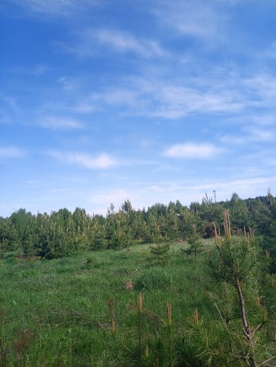 The image depicts a rural scene, likely in the outskirts of a city, characterized by a grassy field in the foreground and a young forest in the background, under a partly cloudy blue sky. The field is overgrown with tall green grass and some herbaceous plants. A line of young pine trees, and other mixed trees, forms a visible demarcation between the field and the start of the forest. A transmission tower can be seen in the distance above the treeline. There are no discernible people or animals in the shot. The overall environmental setting suggests a semi-urban location in a temperate zone, and the city of Ural'skoe is referenced.