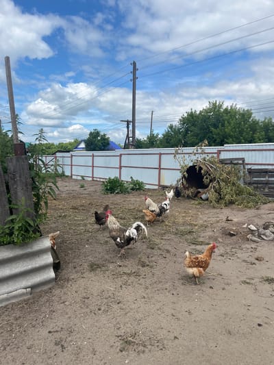 This is an outdoor scene in a rural area, possibly the village of Sukhrinskoye, Russia, on a partly cloudy day. The foreground features dry, dirt ground with scattered dry grass and twigs. Several chickens are present: a large rooster with brown, white, and black plumage is in the center, a brown hen is to the right, and other chickens, including a white hen and a black hen, are scattered throughout the midground. To the left, a portion of a corrugated metal sheet is visible. In the midground, a large, overturned metal barrel is partially covered with fallen tree branches. Behind the barrel is a wooden pallet. A white metal fence with red posts runs across the midground, separating the yard from a background with greenery, including trees and bushes. Houses with blue and green roofs are visible beyond the fence. Utility poles with electrical wires are prominent in the background, stretching across the sky. The overall impression is a somewhat unkempt farmyard or backyard area.