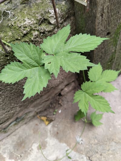 This is a close-up, eye-level, outdoor photograph of a low-growing green plant with lobed, serrated leaves. The plant is positioned in the foreground and appears to be growing near a rough, moss-covered concrete wall and a weathered wooden post. The ground surface is a light-colored concrete. The lighting suggests it is daytime, with no harsh shadows indicating direct sunlight. The scene is devoid of any human presence or activity. This image was taken in Luhansk, Ukraine.