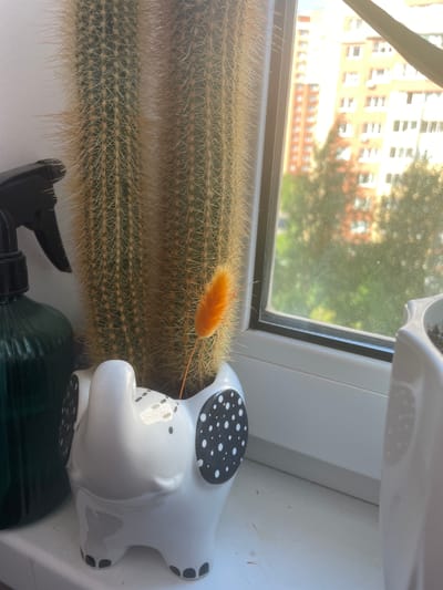 A close-up shot focuses on a tall, spiny cactus in a white elephant-shaped planter. The planter has black polka dots on its ears and feet. A single orange fluffy plant stem stands beside the cactus. To the left, a dark green spray bottle is partially visible. The scene is set on a windowsill, with a window in the background revealing a blurred view of buildings and trees, suggesting an urban environment. The sunlight streams in, creating a bright and slightly hazy atmosphere. The overall setting is domestic, likely an apartment in Otradnoye, Russia, given the apartment buildings visible through the window.