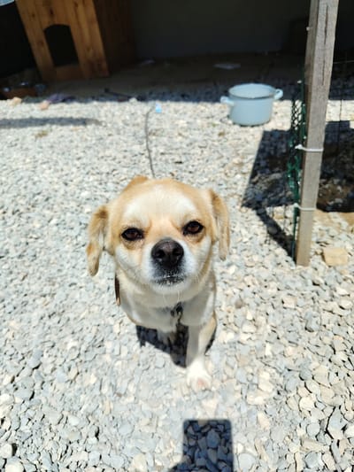 The scene depicts a light brown and white small dog, possibly a mix breed, standing on a ground covered in grey gravel. The dog has dark brown eyes and a black nose. It is wearing a collar. Behind the dog there's a wooden structure, a white pot, and a wooden post with wire netting attached. The location is likely outdoors and sunlit. The setting and objects do not definitively confirm the location as Vresovo, Bulgaria. The environment appears to be an outdoor enclosure or yard.
