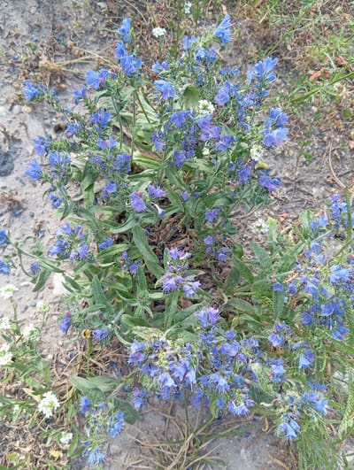 The image shows a close-up, overhead view of a patch of flowering plants with bright blue, star-shaped blossoms and green, hairy leaves. The flowers are clustered together on slender stems, some of which are drooping. There are also a few small white flowers interspersed among the blue ones. The ground beneath the plants appears to be dry and sandy, with scattered dried grass and some small pebbles. In the background, more dry grass and muted green foliage can be seen. There is a bumblebee visible on one of the blue flowers in the lower right portion of the image. The scene appears to be an outdoor setting in a natural environment, possibly a field or a roadside, under daylight conditions. The overall impression is one of natural beauty and a thriving ecosystem, with the bee indicating pollination activity. No text is visible in the image.