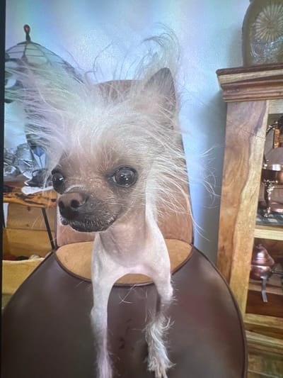 The vertically oriented image prominently features a Chinese Crested dog indoors, looking directly at the viewer. The dog has characteristic pale, hairless skin across its body, contrasted by tufts of long, wispy white hair on its head, ears, and extremities. Its large, dark, expressive eyes and dark nose convey an alert and curious demeanor.
The dog appears to be resting on a dark brown, possibly leather or fabric, curved surface, likely part of a chair or sofa. In the background, there is wooden furniture or shelving with decorative items, including what resembles a circular, fan-like ornament and other metallic, possibly bronze-colored objects. The wall behind is a light, muted color, suggesting an indoor, home-like setting. The lighting is soft and ambient, typical of an indoor daytime scene. No specific activity is depicted other than the dog's focused gaze. There is no visible text in the image. The location context is Welshpool, United Kingdom.