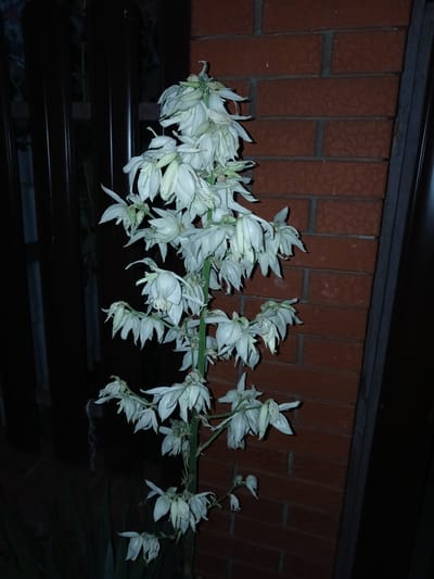 A cluster of white yucca flowers hangs diagonally across the frame against a dark, brick-like background. The flowers are the primary subject, with many individual blooms densely packed along a central stem. They appear delicate, with pointed petals that are slightly curled and drooping. Some flowers are fully open, revealing their intricate structure, while others are still in bud. The overall color palette is dominated by the white of the flowers, the reddish-brown of the background, and the deep blacks of the foreground and upper edge. The lighting suggests it is nighttime, with artificial light highlighting the flowers. The background suggests an outdoor setting, possibly near a wall or building, with a dark, possibly wooden structure below the flowers. The crops provide closer views of the flowers and the textured background. There is no visible text in the image. The scene is still and quiet, with the focus solely on the floral display.