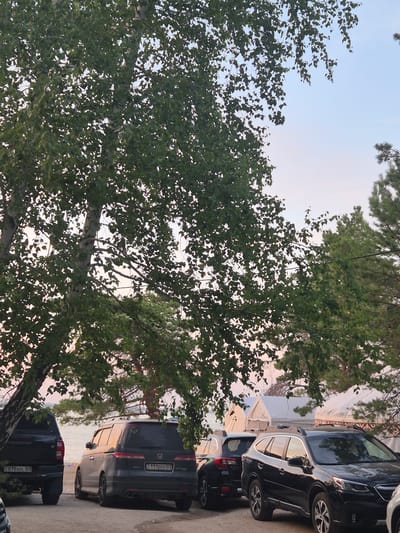 This image captures a daytime scene in Zerendi, Kazakhstan, likely near a body of water, possibly Lake Zerendi, given the beach and trees visible. A large birch tree with abundant green foliage dominates the left side of the frame, its leaves dappled with sunlight and some filtering through to reveal the sky. In the foreground, parked on a gravel or dirt surface, are several vehicles. To the left, a black pickup truck with license plate "070ADL 03" is partially visible. Next to it, a dark gray minivan, possibly a Honda, with license plate "111BEK 03," is parked. Further to the right, a black Subaru Outback is prominently displayed, followed by another dark-colored Subaru. In the background, beyond the vehicles and trees, several white tent-like structures are set up, suggesting a campsite or a temporary settlement. The sky is a pale blue with hints of pink and orange, indicating either early morning or late afternoon light. The overall impression is of a relaxed outdoor gathering or a recreational area by the water.