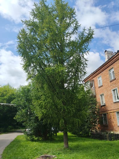 In Drezna, Russia, a tall, coniferous tree with fine, needle-like foliage stands prominently in the foreground, casting a shadow on a patch of vibrant green grass. To the right of the tree, a multi-story brick building with a pitched roof and a chimney rises, featuring several windows and a small balcony. A black metal fence encloses the base of the building on the right side. To the left of the tree, a paved road curves away into the distance, bordered by lush green grass and a dense cluster of deciduous trees. The sky above is a bright blue, dotted with white, fluffy clouds. A thin black wire stretches horizontally across the upper portion of the image, passing in front of the tree and the building. No people are visible in the scene.