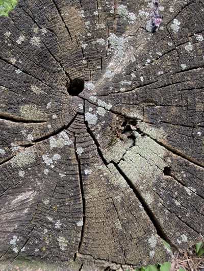 The image shows a close-up, top-down view of a weathered tree stump. The stump's surface is dark brown and grey, with prominent growth rings and deep cracks radiating from the center. The texture is rough and uneven, indicating age and exposure to the elements. Various patches of light green and grey lichen are scattered across the surface, some appearing powdery and others more crusty. In the center of the stump, there is a dark, irregular hole, likely from rot or insect activity. A small amount of pink material is visible near the top edge of the stump. The surrounding environment is suggested by the presence of some green foliage and dry grass at the bottom edge of the image. The scene is outdoors, with natural lighting. This image is located in Clifton, United States of America.