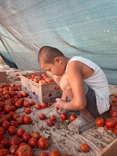 In Utmayli, Uzbekistan, a young boy is kneeling on a ground covered with a plastic sheet, surrounded by a large quantity of ripe tomatoes. He is wearing a white tank top and gray shorts, and a pair of brown sandals. In front of him is an open cardboard box filled with more tomatoes, with the brand "BananZOR" visible on its side. The boy is looking down at the tomatoes, appearing to be sorting or inspecting them. The background is a rustic outdoor setting, with a large, light-colored tarp or shade cloth stretched overhead, casting a soft light on the scene. The ground is uneven and appears to be dry earth mixed with some dried leaves and debris.