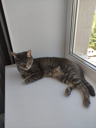 A tabby cat with green eyes is lying on a white windowsill. The cat is facing left and its body is stretched out. Through the window, trees and a white vehicle are visible. The scene is set in Mazyr, Belarus.
