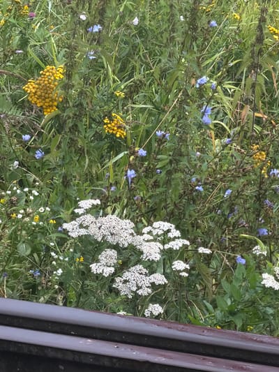 The image depicts a dense patch of wildflowers in a naturalistic setting, likely a roadside verge or uncultivated area, in the city of Topily, Russia. The flora is varied, featuring clusters of bright yellow button-like flowers, likely Tansy (Tanacetum vulgare), and delicate white umbels, possibly Yarrow (Achillea millefolium). Interspersed among these are numerous small, star-shaped blue flowers, identifiable as Chicory (Cichorium intybus). The background is a rich tapestry of green foliage, with tall, slender stalks and broad leaves contributing to a wild, untamed appearance. The lighting suggests an overcast day, casting a soft, diffused glow over the scene. In the foreground, a dark, horizontal band, possibly a railing or barrier, occupies the bottom of the frame, creating a visual separation between the viewer and the wildflower field. No people or animals are visible.