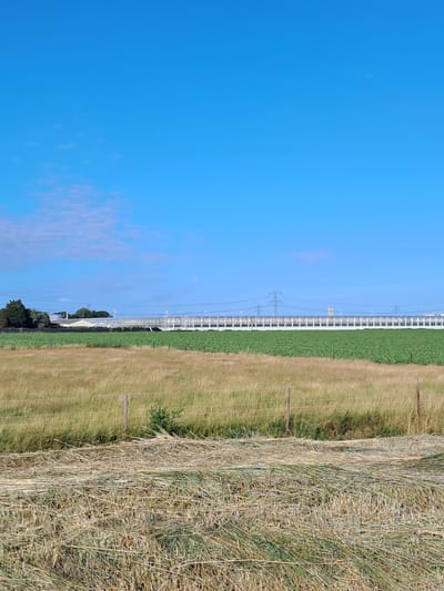 The image depicts a rural landscape under a clear blue sky with a few wispy clouds. In the foreground, a mowed field of hay lies in neat rows. Beyond this, a fence separates it from a wider field of dry, tall grass. Further in the background, a row of green crops stretches across the scene, bordered by a fence. A long, white building with a transparent roof, likely a greenhouse complex, is visible in the distance, with several windmills and power lines extending overhead. The overall impression is one of agricultural activity in a sunny, open environment. The image appears to be taken in the Tinte area of the Netherlands.