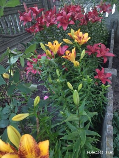 This media file is a photograph taken outdoors in a garden. The primary subjects are numerous lilies in various stages of bloom, with prominent red and yellow varieties. The lilies are growing in a garden bed bordered by concrete structures and a rustic fence. The scene depicts a lush, green garden setting.
The photograph captures a moment in time, with the lilies appearing to be in full bloom. The lighting suggests it is late afternoon or early evening, possibly during fair weather, as the light appears soft and diffused.
Notable details include the date and time stamp "26.06.2026 21:01" in the bottom right corner, indicating the photograph was taken on June 26, 2026, at 9:01 PM. The location context provided is Zavodske, Ukraine. There are no people visible in the image. The focus is solely on the natural beauty of the flowers and the garden environment. The overall impression is one of natural abundance and tranquility.