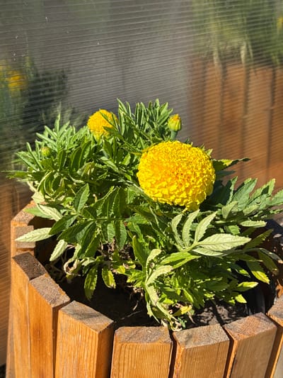 A close-up, top-down shot focuses on a bright yellow marigold flower in a wooden planter. The planter is made of stacked, angled wooden planks, showing a natural, rustic texture. The flower, with its dense, ruffled petals, is the dominant subject. Surrounding it are green, feathery leaves, some appearing slightly wilted or sun-bleached. A small, unopened marigold bud is visible to the left of the main flower.
The background is a textured, translucent material, likely polycarbonate sheeting, commonly used in greenhouses or cold frames. Light streams through this material, casting shadows of the plant and creating a warm, dappled effect. The lighting suggests it is daytime, with the sun casting strong highlights and shadows. The overall scene conveys a sense of growth and nature, possibly in a garden or sheltered outdoor space. No text is visible in the image. The location context provided is Белоус, Russia.